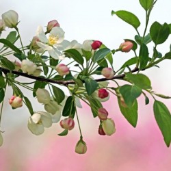 Snowdrift Crabapple